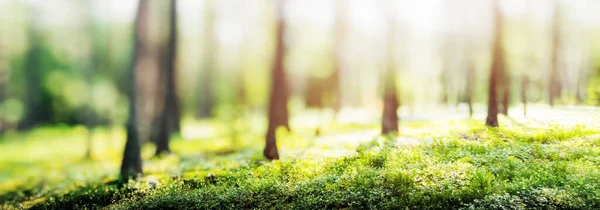 stock image Forest bokeh panorama - beautiful green grass landscape