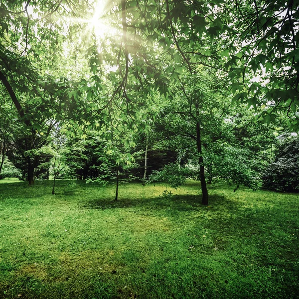 公園のヤシは緑の生活を植えます 生態学熱帯背景 — ストック写真