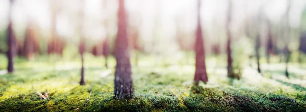 Forest Blur Panorama Beautiful Green Landscape Nature Background — Stockfoto
