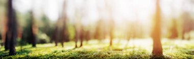 Summer forest panorama - beautiful green natural landscape