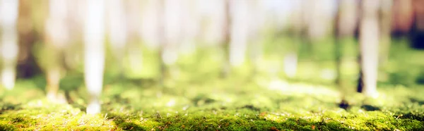 Forest Bokeh Nature Background Trees Plants Panorama — Photo