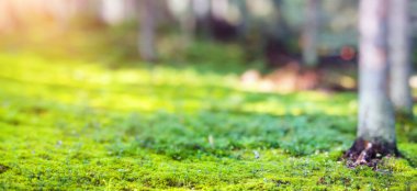 Forest bokeh nature background. Trees and plants panorama