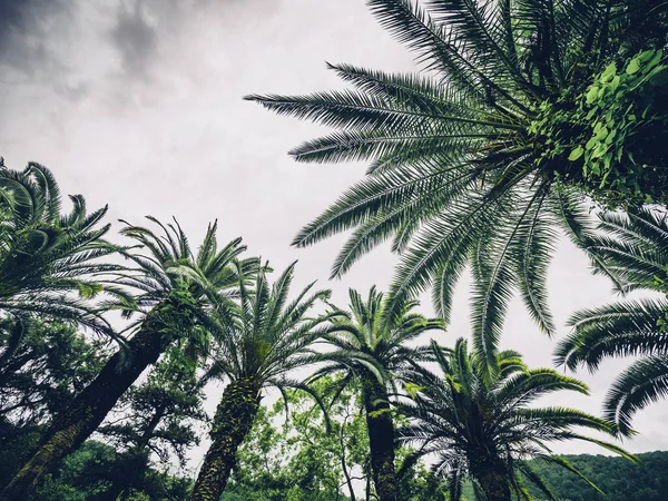 Palmiye Botanik Bahçesi Yaz Tropikal Doğal Arka Plan — Stok fotoğraf