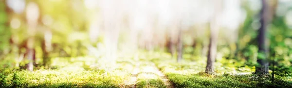 Spring Forest Bokeh Panorama Beautiful Green Landscape — стоковое фото
