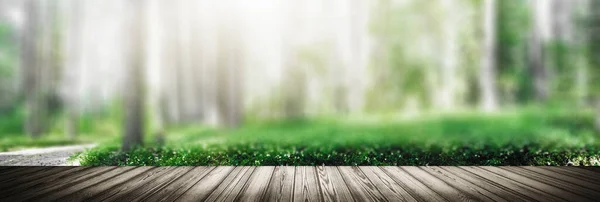 Panorama Del Bosque Salvaje Ecología Verano Hermoso Fondo —  Fotos de Stock