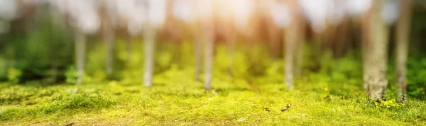 ぼかしの森パノラマ自然美しい背景 — ストック写真