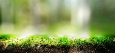 Orman. Vahşi bitkiler ve ağaçlar. Ekoloji panorama