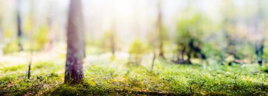 Yeşil orman bokeh panorama güzel manzara doğa arka planı