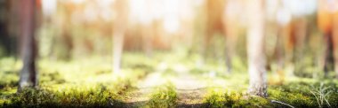 Summer forest panorama - beautiful green natural landscape