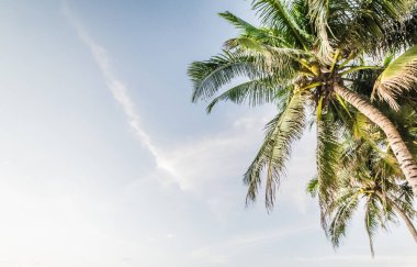 Avuç içi altında tropik gündoğumu. Yaz sabah panorama