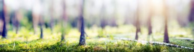 Blur forest panorama nature beautiful background