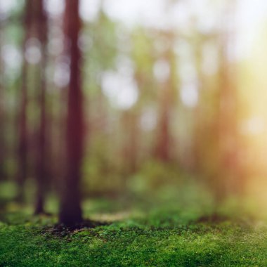 Forest nature sunrise morning. Summer background