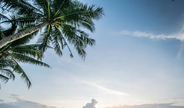 Tropische Zonsopgang Onder Palmen Zomer Ochtend Panorama — Stockfoto