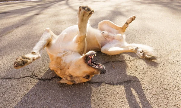 Dogs People Special Bond Concept Happy Dog Lying Back Showing — Stock Photo, Image