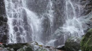 Yavaş ormanda şelale.