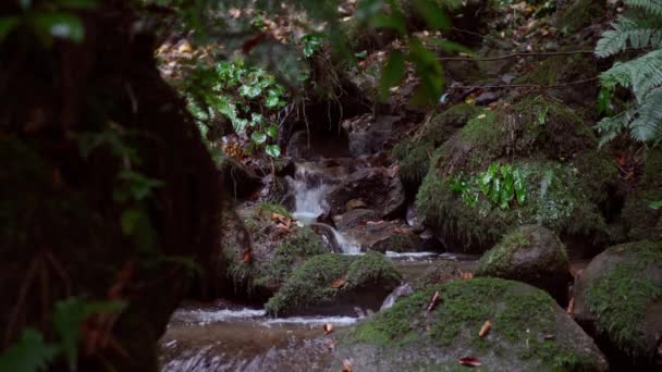 Pulire Torrente Montagna Esecuzione Nella Natura Selvaggia Slomo Filmato — Video Stock