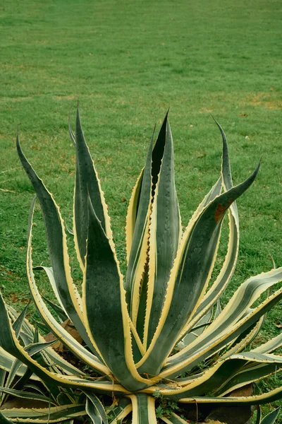 Aloe Vera Planting Green Grass — Stok fotoğraf