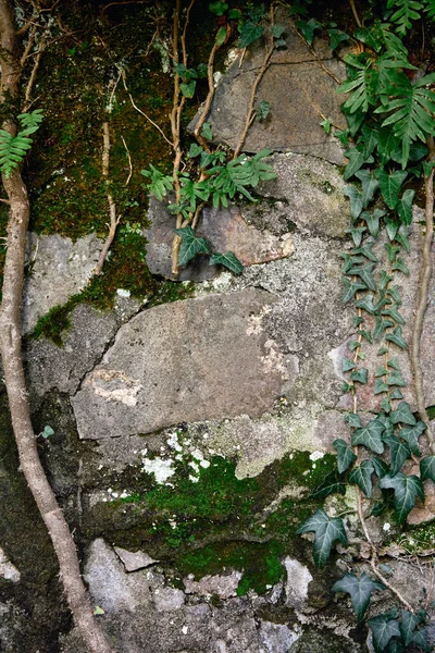 Старая Каменная Текстура Плющом — стоковое фото