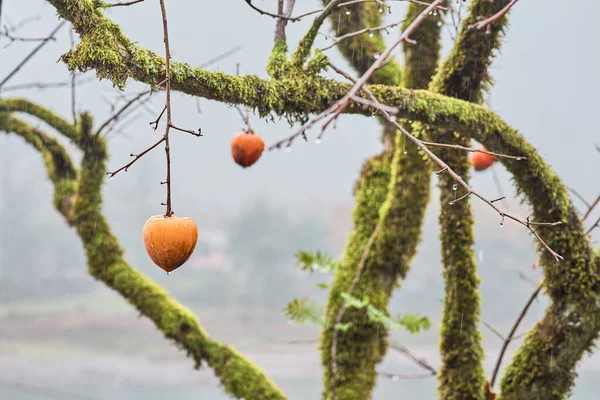 Persimmon Tree Full Moss — Stok fotoğraf