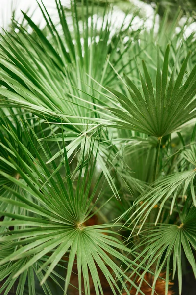 Close Palm Leaves Vertical Shot — Fotografia de Stock