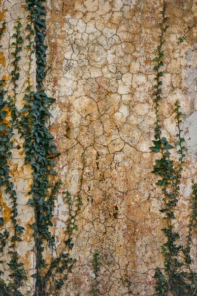 Old Stone Texture Ivy Plants — 图库照片#