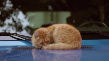 Ginger cat sitting on cars hood
