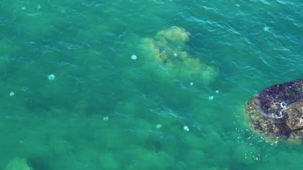 Sea Jellyfish Top View Many Jellyfish Swims Sea — стоковое видео