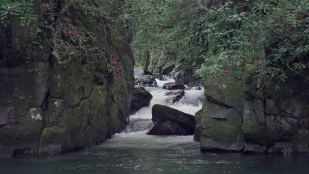 Small Waterfall Creek Running Forest Lake — Vídeo de Stock