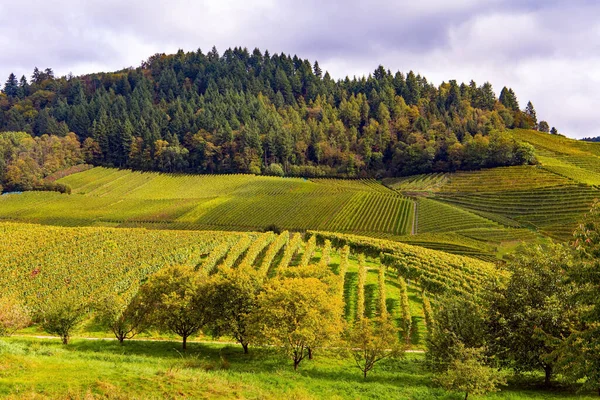 在Kappelrodeck附近的山上平整成排的葡萄园 秋天多云的一天 前往德国葡萄酒产区 — 图库照片