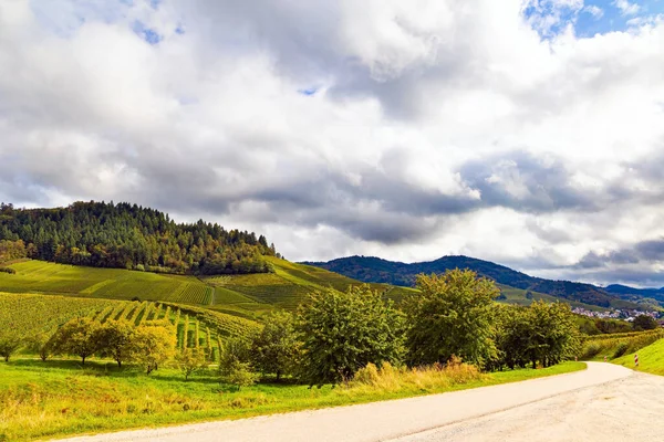 德国的葡萄酒产地 完美的水平和整洁的葡萄园 秋天的魔法在莱茵河和摩泽尔山上平整成排的葡萄园 — 图库照片