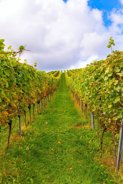 Винодельческий Регион Германии Кластеры Спелых Сладких Винограда Среди Зеленых Листьев — стоковое фото