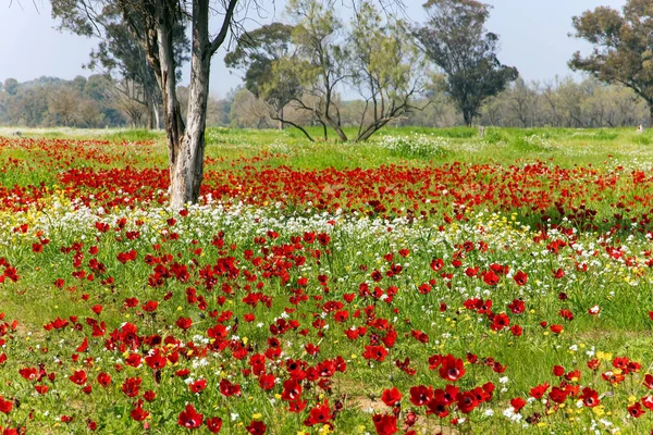 红色的海葵在草丛中非常棒 以色列的早春 春草的绿色地毯 树上的发芽肿 该国南部的Kibbutz Beeri — 图库照片
