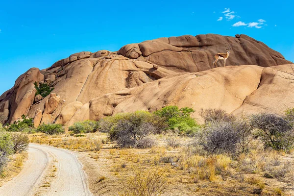 纳米比亚 斯普林博克羚羊在石头之间吃草 Spitzkoppe是纳米比亚沙漠中一个风景如画的岩石山脊 泥泞的路在石头之间穿行 — 图库照片