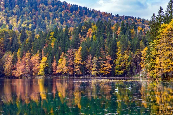 Los Colores Los Bosques Otoñales Reflejan Agua Helada Del Lago —  Fotos de Stock