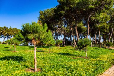 Kış günbatımı yeşil çimlerin üzerinde uzun gölgeler bıraktı. İsrail, sıcak Ocak günü. Caesarea sahil köyündeki muhteşem yeşil park..