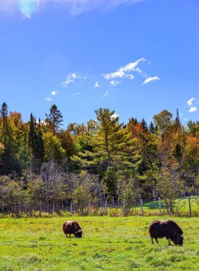 Kocaman iki bufalo yeşil bir çayırda otluyor. Kuzey sonbaharı yemyeşil. Omega Park doğal bir eko-park. Güzel Kanada 'ya yolculuk. 