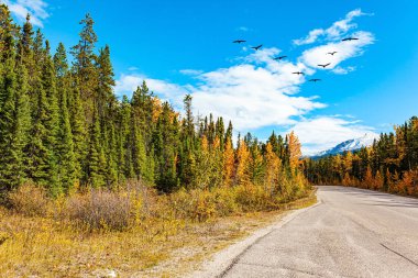 Turuncu, sarı ve kırmızı ağaç yaprakları. Göçmen kuş sürüsü mavi gökyüzünde uçar. Rocky Dağları 'ndaki ünlü otoyol Jasper ve Banff parklarını birbirine bağlar..