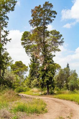 İsrail 'de ilkbaharın başlarında güzel bir gün. Toprak yol, yeşil ve yaprak döken ağaçlar arasında resim gibi kıvrılır..