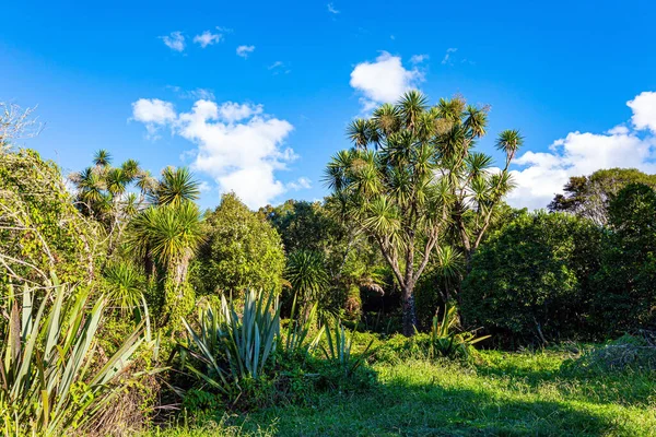 Nehir Şelale Çevresindeki Yemyeşil Tropikal Bitki Örtüsü Waikato Nehri Kuzey — Stok fotoğraf