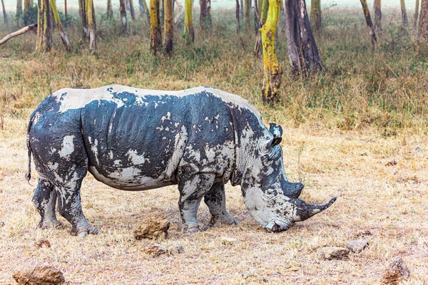 Rinoceronte Enorme Residente Paesaggi Secchi Solitario Rinoceronte Bianco Sporco Attraversa — Foto Stock