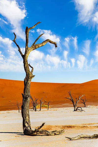 Namibie Matin Chaud Ensoleillé Dans Désert Namibien Sossusflei Est Plateau — Photo