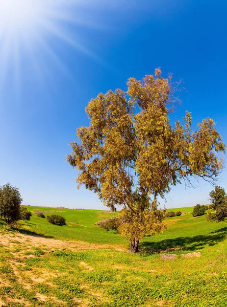 以色列 灿烂的南方阳光下的一片片的花和沙漠的橡胶树 酷热的一天 走在城市郊区盛开的内盖夫沙漠中 用Fishye镜头拍照 — 图库照片