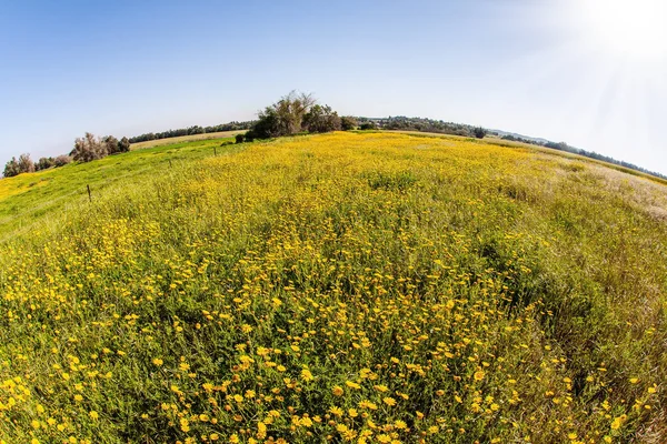 伟大的春天在以色列 四月美丽的阳光灿烂的一天 新绿的青草和野花覆盖了内盖夫北部的山丘和山谷 用Fishye镜头拍照 — 图库照片