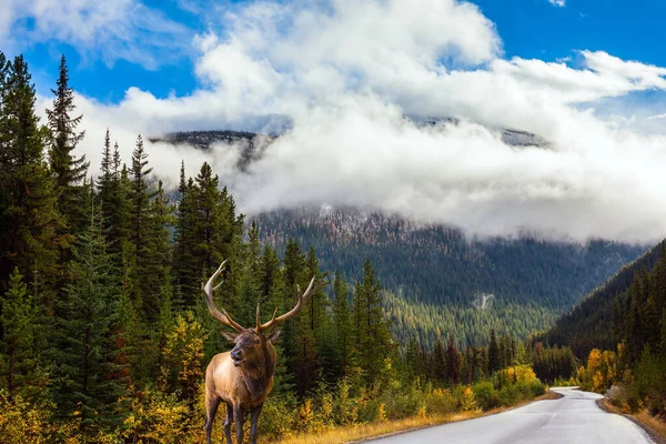 Cervos Vermelhos Com Chifres Ramificados Pastam Estrada Montanhas Rochosas Canadá — Fotografia de Stock