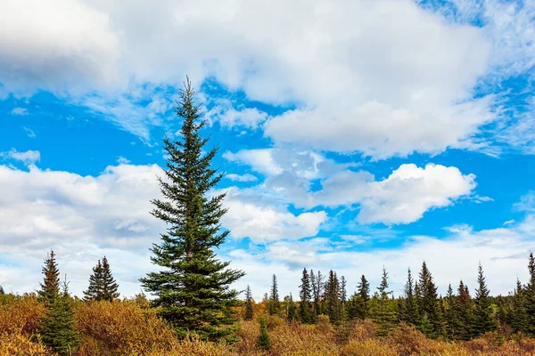 Woodland Sonbahar Bulutlu Bir Günde Ladin Ormanının Kenarında Serin Bir — Stok fotoğraf
