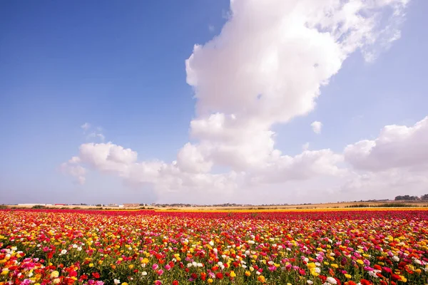 Duże Wielobarwne Ranunkulus Jaskry Kwitną Polach Południowym Izraelu Granicy Gazą — Zdjęcie stockowe