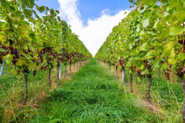 Üzüm çalılarının yeşil yaprakları arasında olgunlaşmış tatlı üzüm kümeleri. Almanya 'nın şarap bölgesi. Ren ve Moselle tepelerindeki üzüm bağlarının pürüzsüz sıraları. 