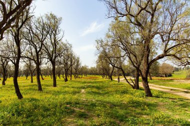 Ülkenin güneyindeki Kibbutz Beeri 'de. Manzaralı toprak yol ormandan geçiyor. İsrail 'de ilkbahar başlarında. Yeşil çimen halısı, kırmızı şakayıklar ve ağaçlarda şişmiş tomurcuklar. Orman çiftlikleri.. 