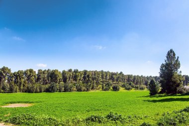 Çamlar çayırlarda yemyeşil uzun otlarla büyür. İsrail. Bahar yeşili dünya. Sıcak güneşli bir gün. Geniş çiçek açan çayır.