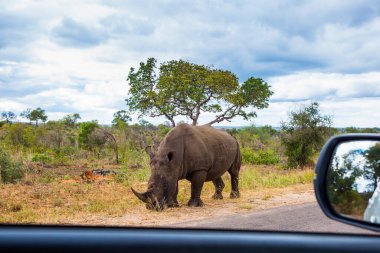 Egzotik, ekolojik ve fotoğraf turizmi kavramı. Güney Afrika 'ya git. Burnunda güçlü boynuzu olan Afrikalı beyaz gergedan toprak bir yolda otluyor. Bulutlu bir yaz günü. Ünlü Kruger Parkı. 